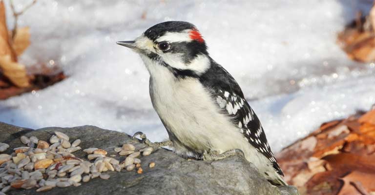 What Does the Woodpecker Symbolize in the Bible