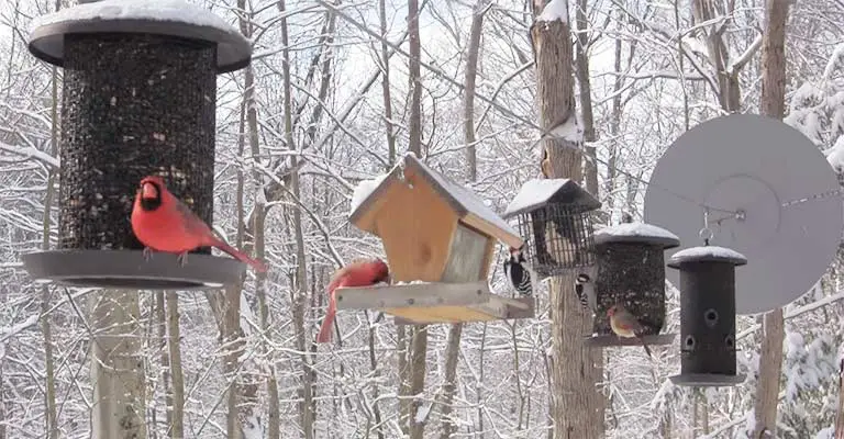 What Is The Best Bird Feeder For Winter Birds