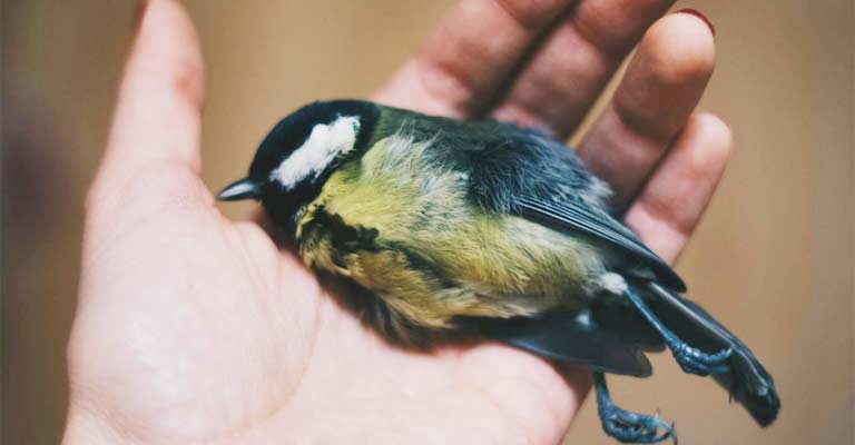 What Smells Can Kill Birds