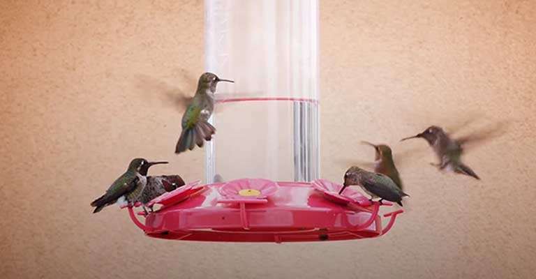 What To Do If My Hummingbird Food Gets Cloudy