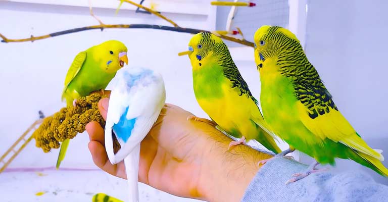What To Do To Make Your Parakeet Like You