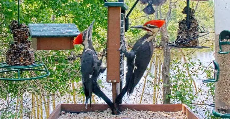 When Do Pileated Woodpeckers Mate