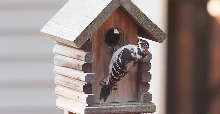 When Will Pileated Woodpeckers Use A Nesting Box Or Birdhouse