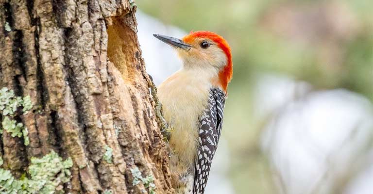When and How Do Pileated Woodpeckers Build Their Nests