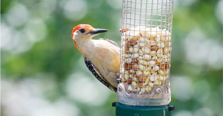 Where Is The Best Place To Hang A Woodpecker Feeder