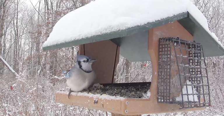 Which Kind Of Feeder Birds Don't Like In Winter