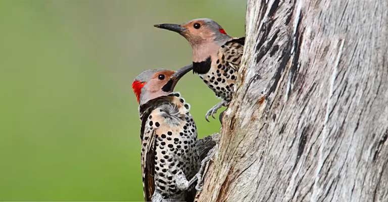 Which Woodpecker Migrates From Minnesota