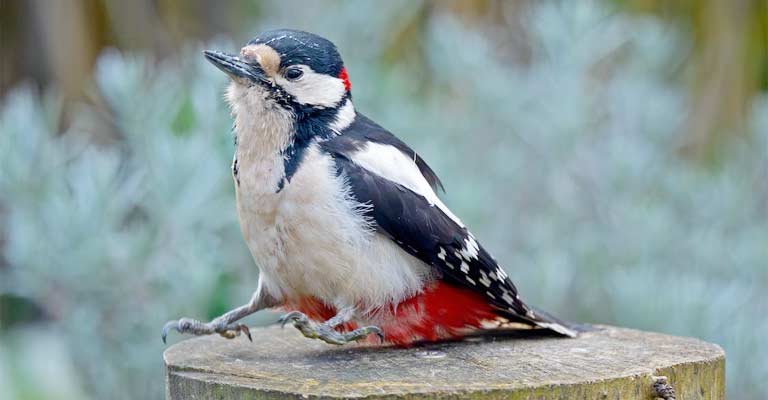 Which Woodpeckers Don't Migrate From Minnesota