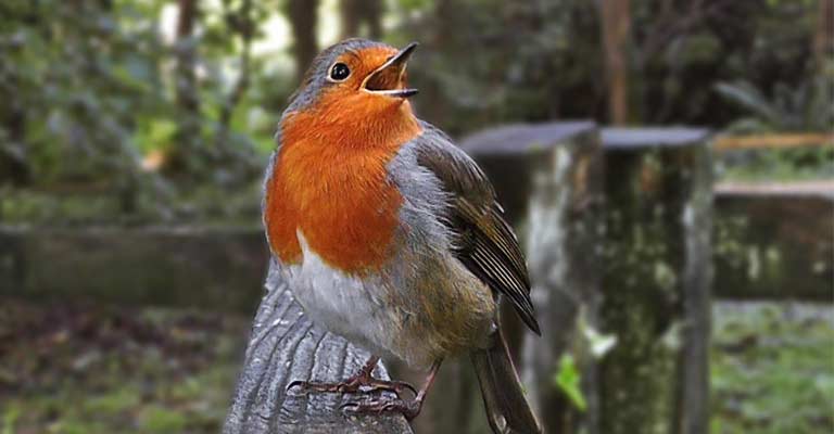 Why Do Robins Sing At Night
