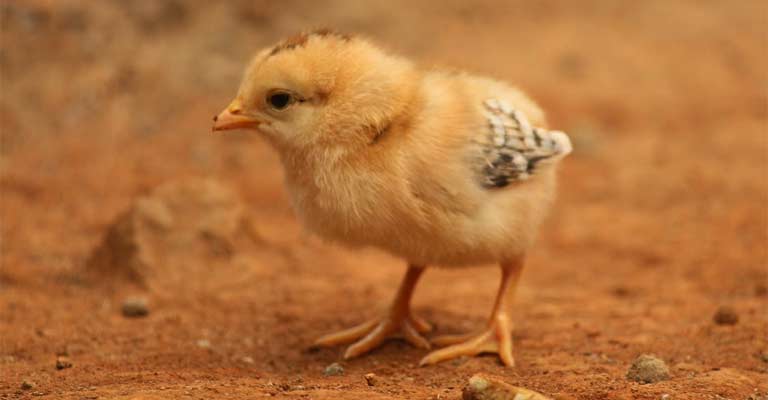 Why Not to Give a Baby Chicken for Easter