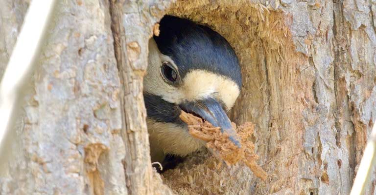 Why The Pileated Woodpecker Nesting Time Starts So Early