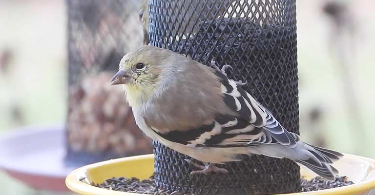 Why Thistle Seed Is Good For Finches