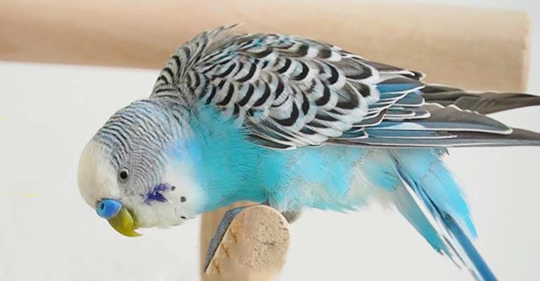 Will a Parakeet Starve Itself