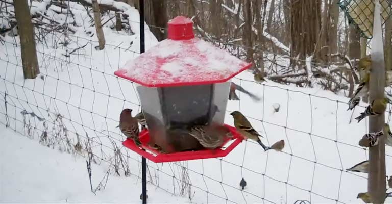 Winter Birds Feeder