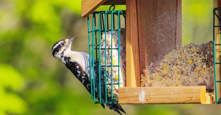 Woodpecker Migrate From Minnesota