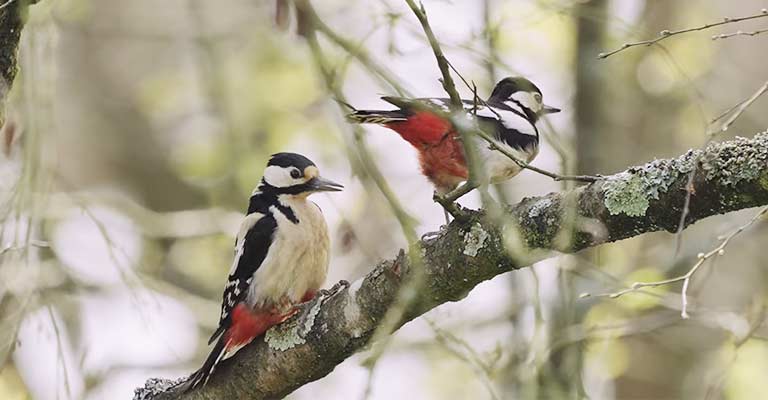 pileated woodpecker mating behavior