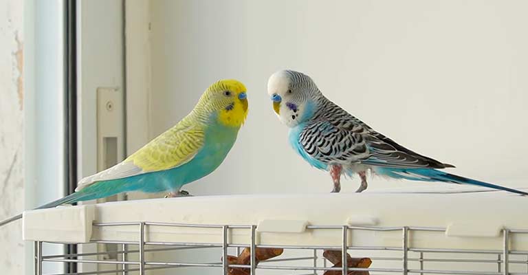 The Cons of Owning Two Budgies