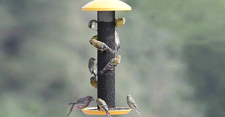 when to put out thistle seed for finches