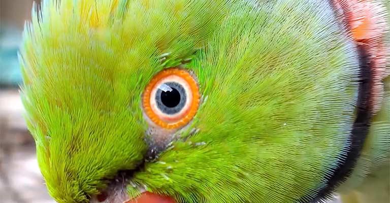 why do parrots eyes dilate