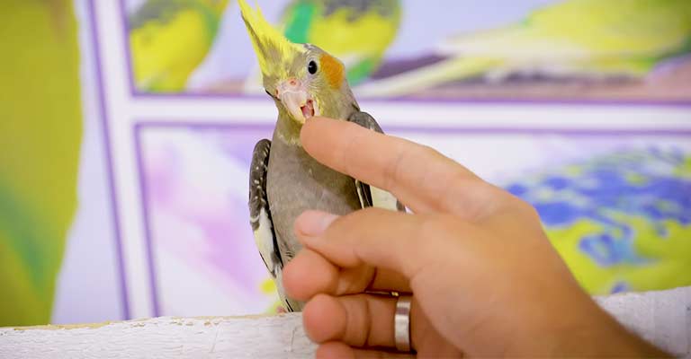 worst things about owning a cockatiel
