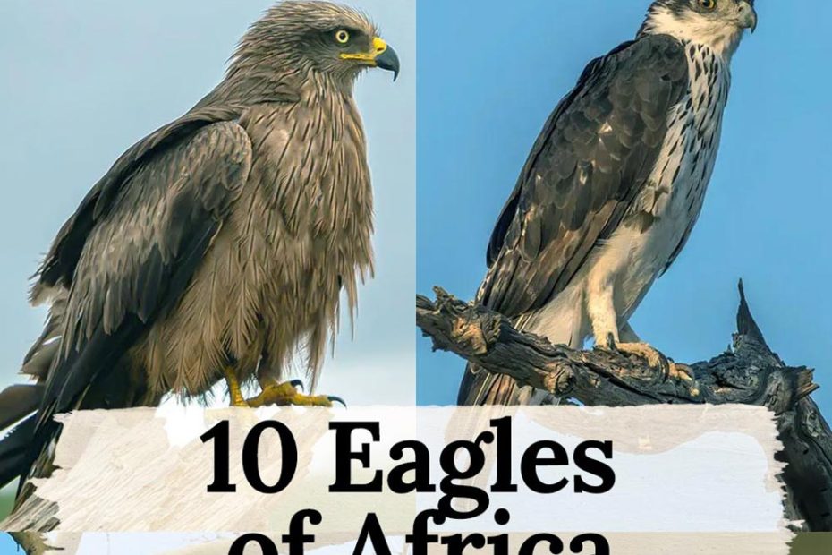 Eagles of Africa