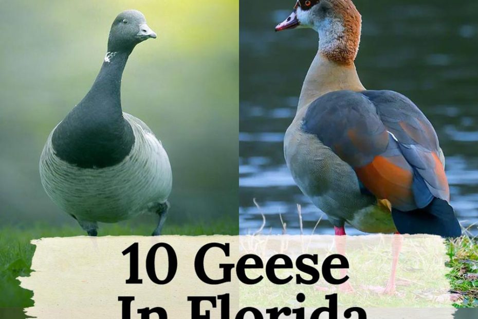 Geese in Florida