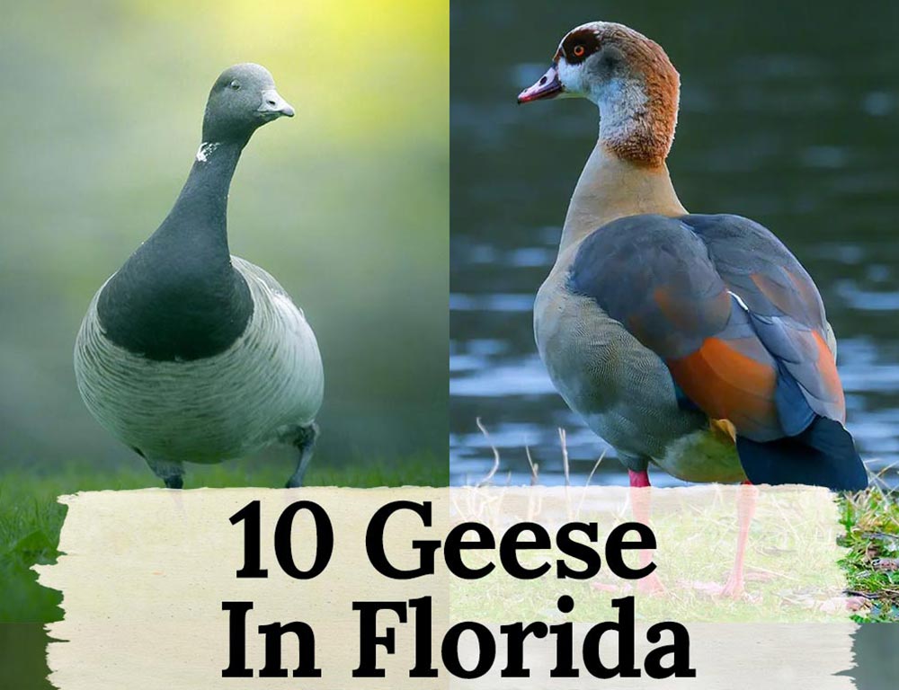 10 Geese in Florida: The Rich Tapestry of Florida's Goose Population ...