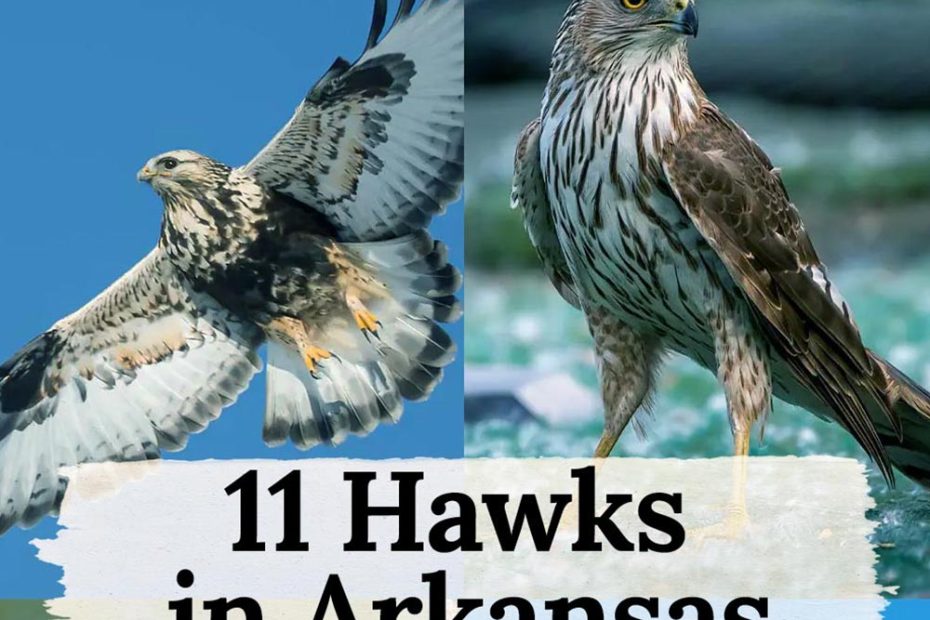 Hawks in Arkansas