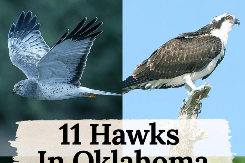 Hawks in Oklahoma