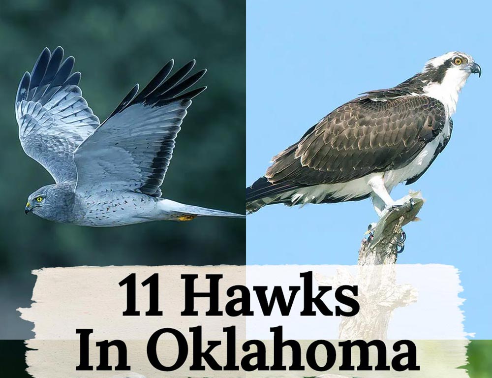 Skyward Sovereignty: The Spectacular 11 Hawks in Oklahoma - The Worlds ...