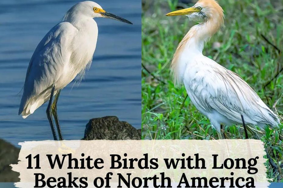 White Birds with Long Beaks of North America