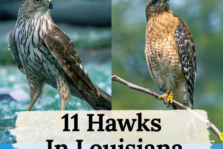 hawks in louisiana