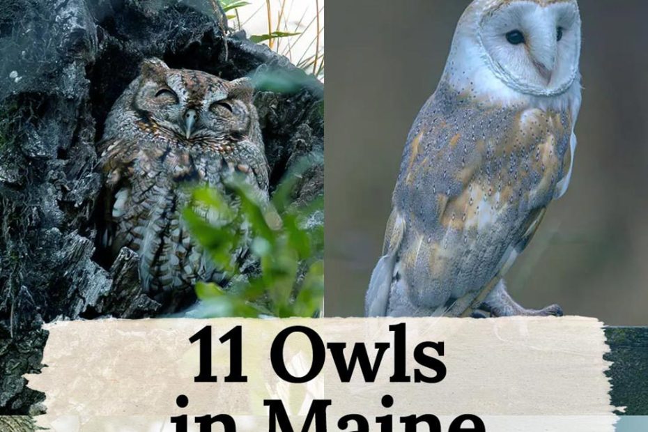 owls in maine