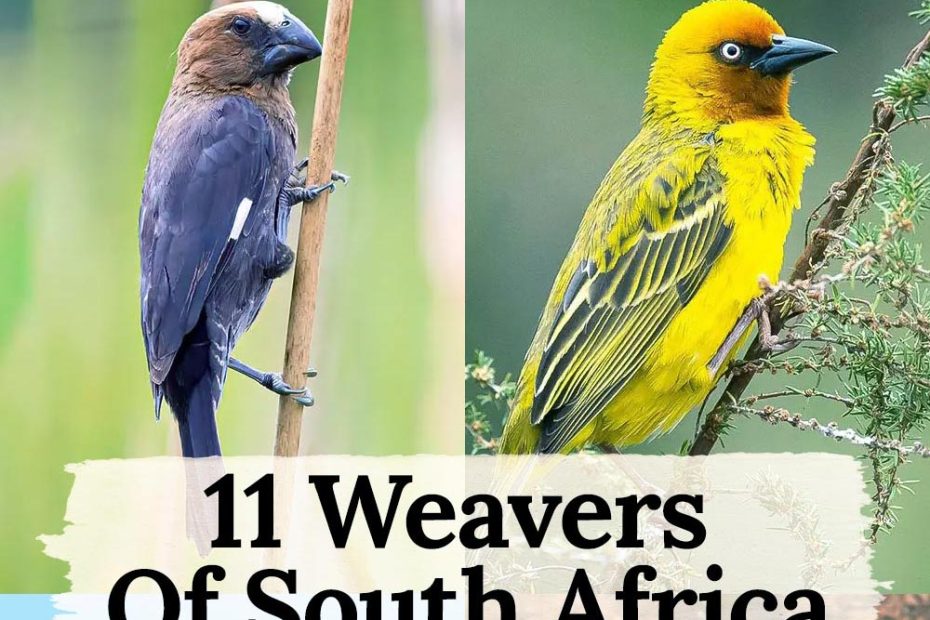 weavers of south africa