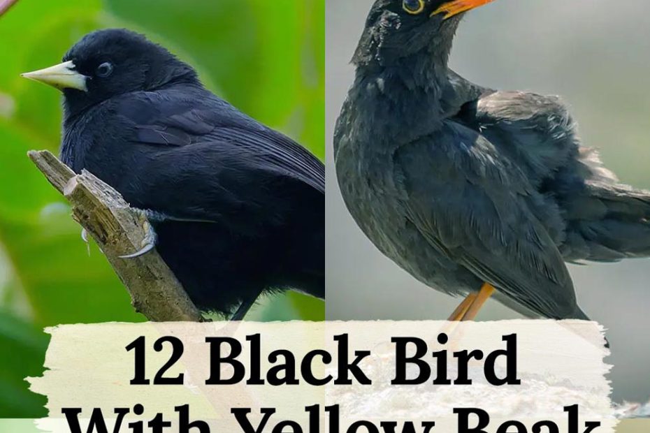 Black Bird with Yellow Beak