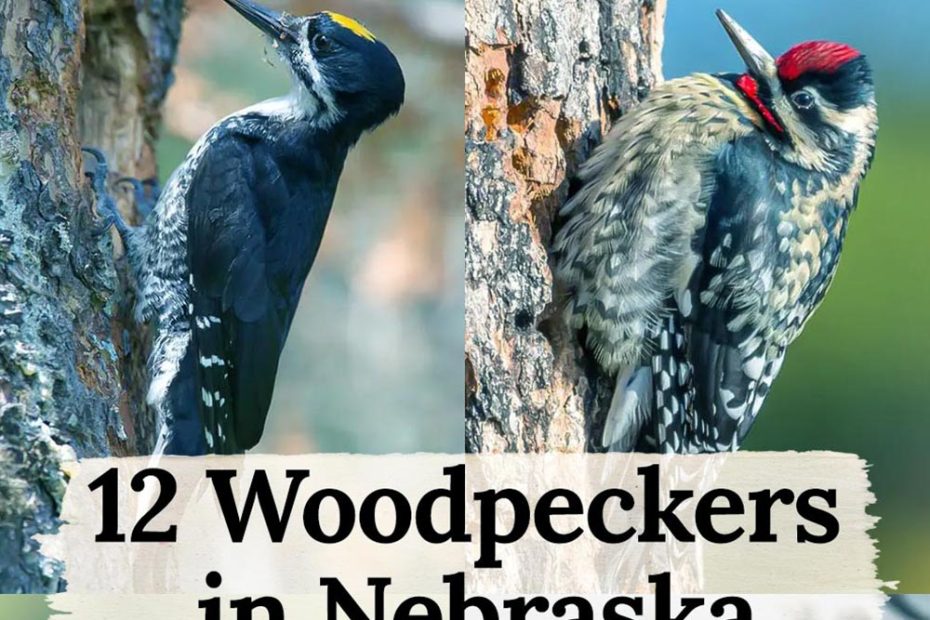 Woodpeckers in Nebraska