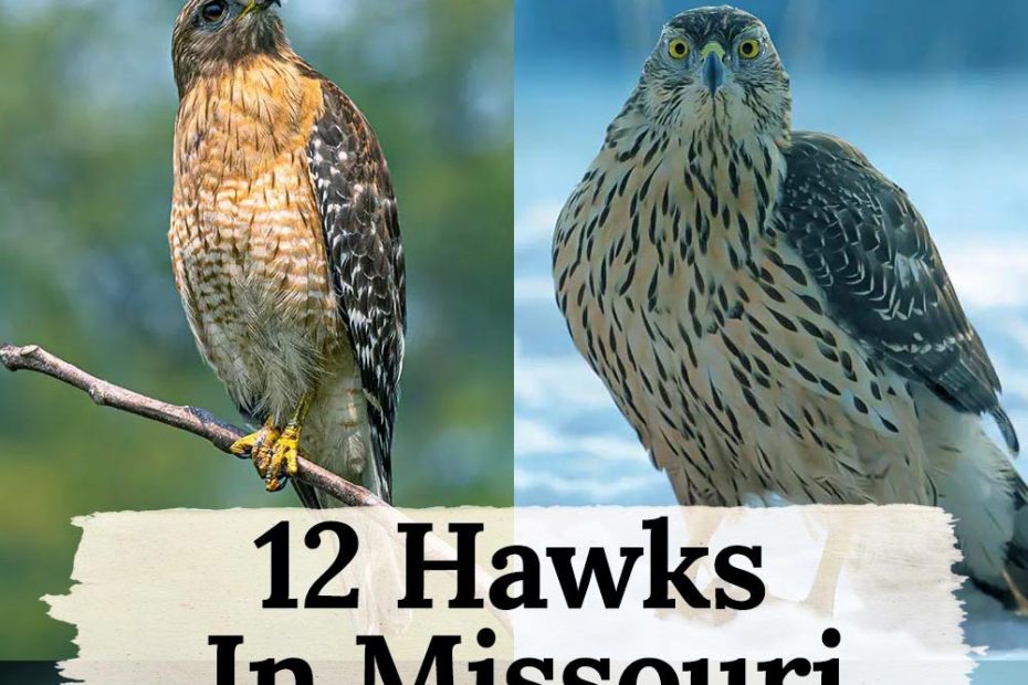 hawks in missouri