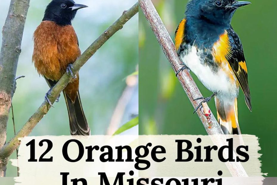 orange birds in Missouri