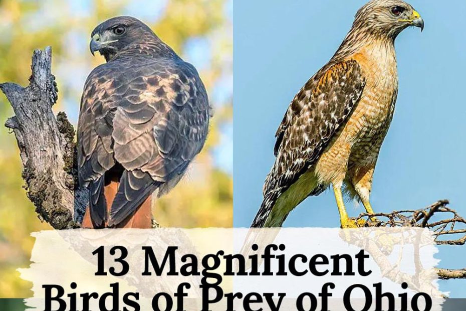 birds of prey in Ohio
