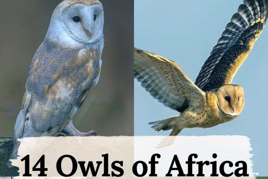 Owls of Africa