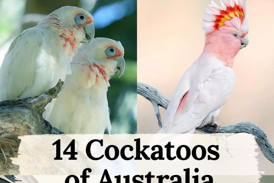 cockatoos of australia