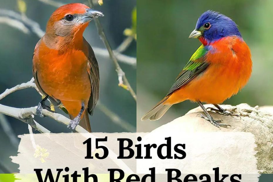 Birds With Red Beaks