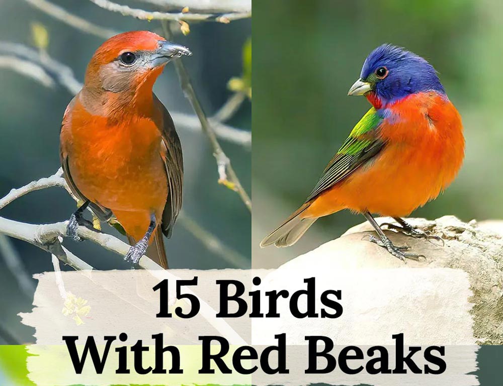 A Comprehensive Guide on 15 Exotic Birds With Red Beaks - The Worlds ...