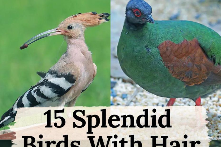 Splendid Birds With Hair