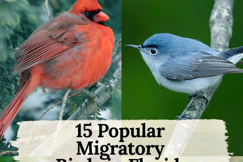 migratory birds in florida
