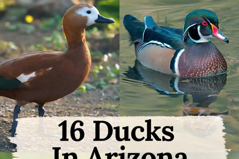 ducks in arizona