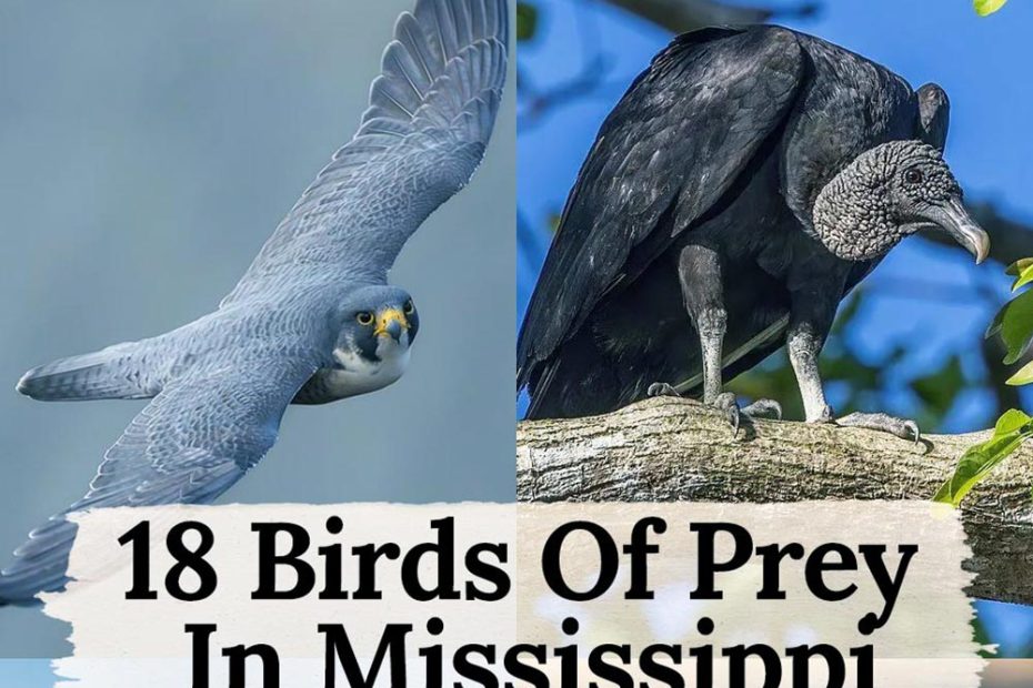 birds of prey in Mississippi