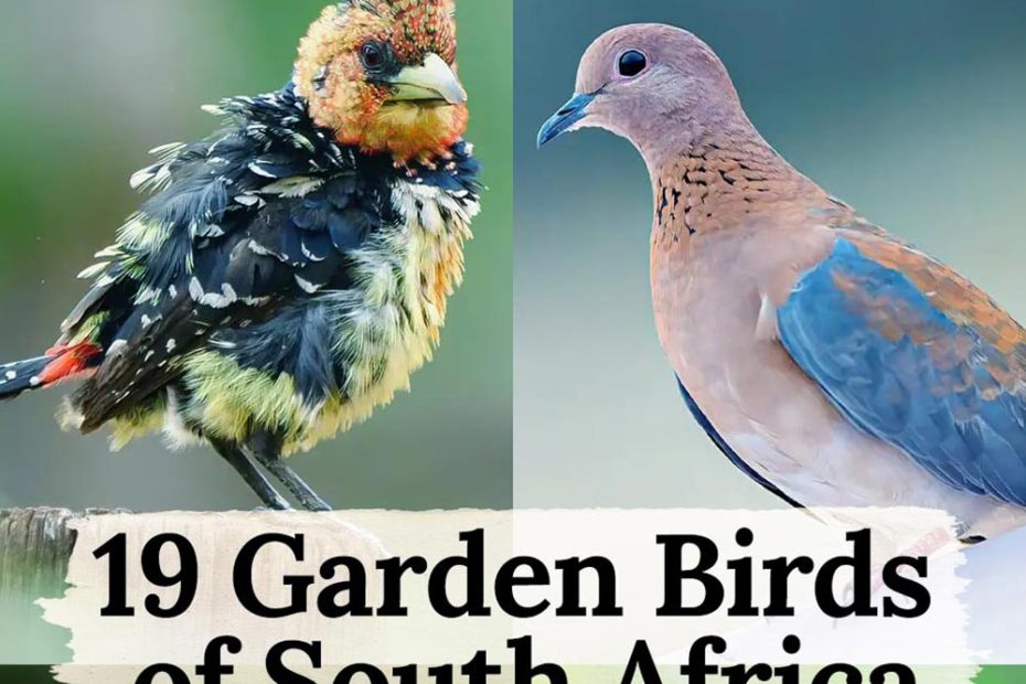 Garden Birds of South Africa