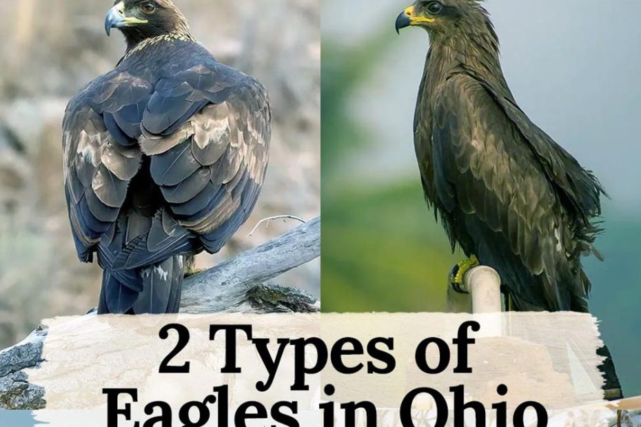 Eagles in Ohio