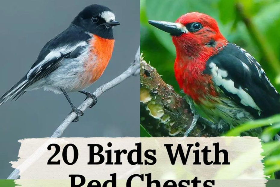 Birds With Red Chests